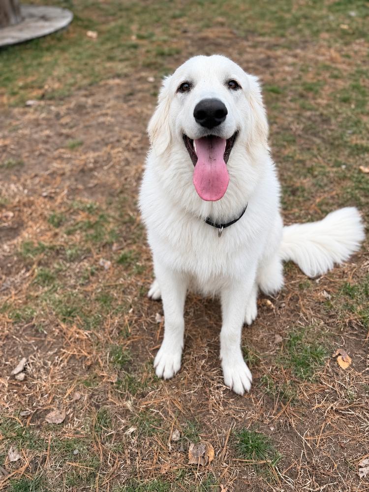 Enlarge Glacier, a Adoptable mixed breed in Mauston, WI image 1/3