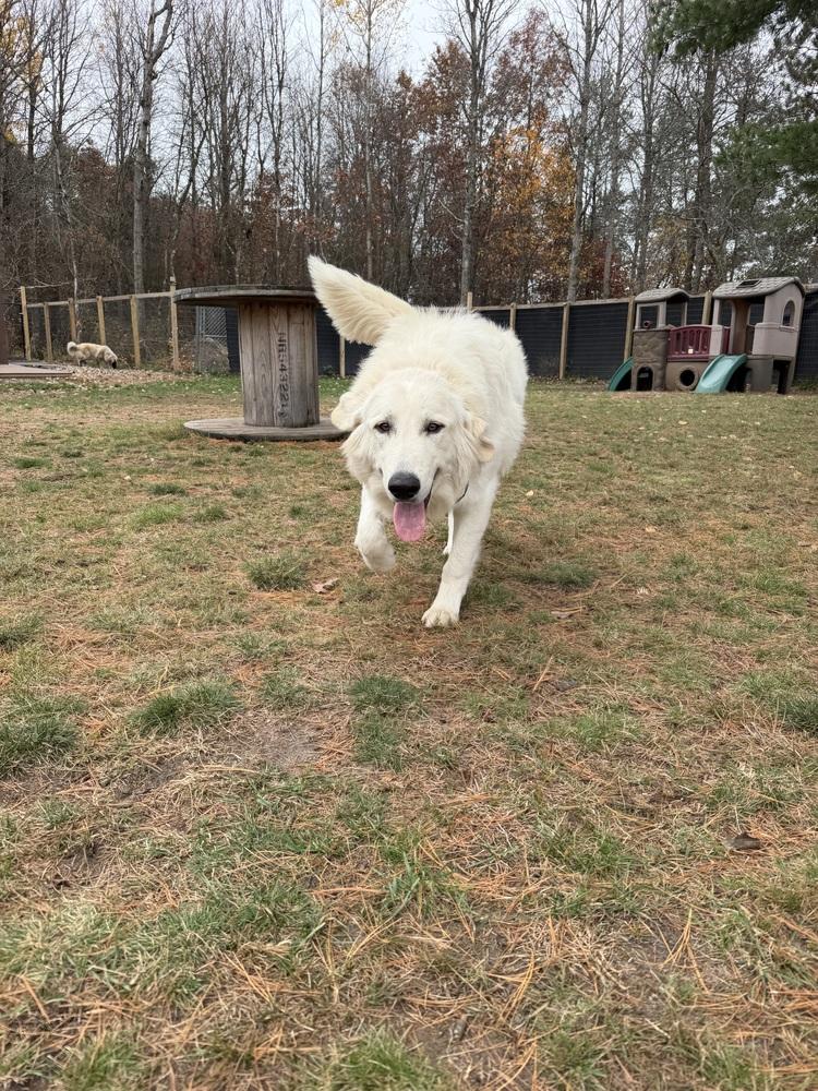 Enlarge Glacier, a Adoptable mixed breed in Mauston, WI image 2/3