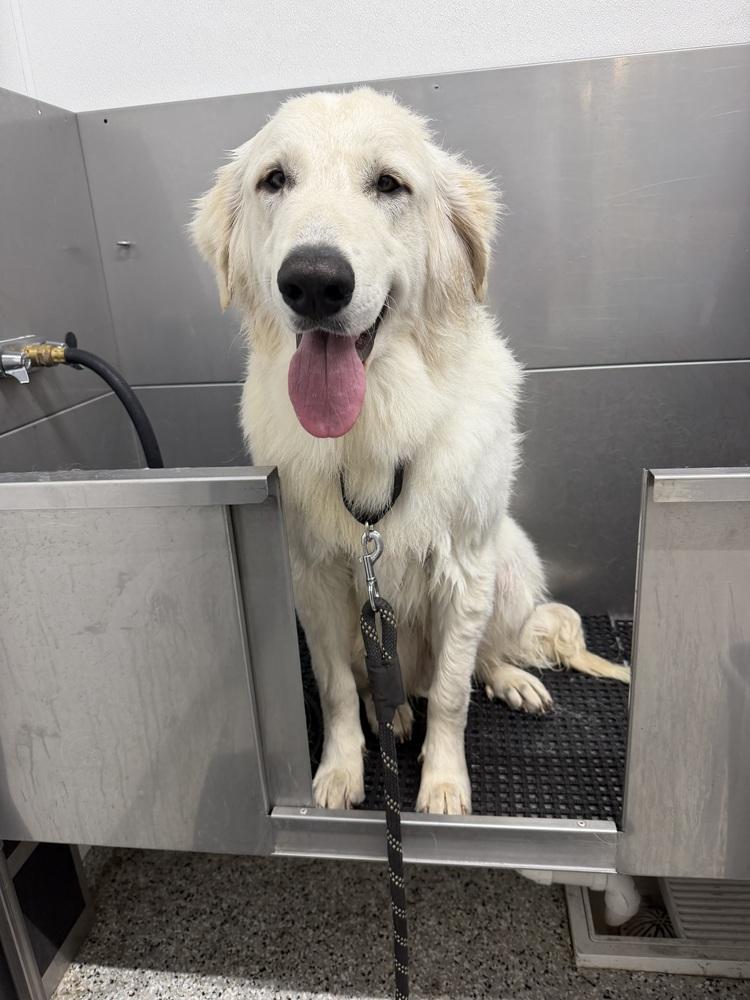 Enlarge Glacier, a Adoptable mixed breed in Mauston, WI image 3/3