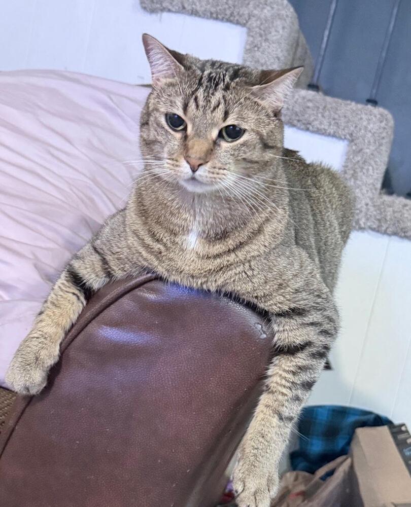 Carol (Bonded with Brother Steve), Adoptable, Young Female Domestic Short Hair.