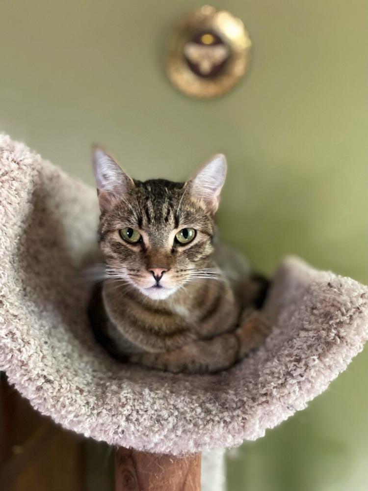 Enlarge Carol (Bonded with Brother Steve), a Adoptable Domestic Short Hair in Little Rock, AR image 2/4