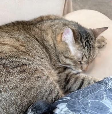 Enlarge Carol (Bonded with Brother Steve), a Adoptable Domestic Short Hair in Little Rock, AR image 3/4