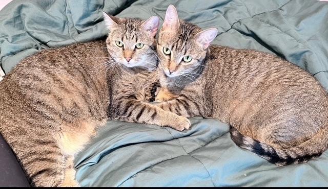 Enlarge Carol (Bonded with Brother Steve), a Adoptable Domestic Short Hair in Little Rock, AR image 4/4