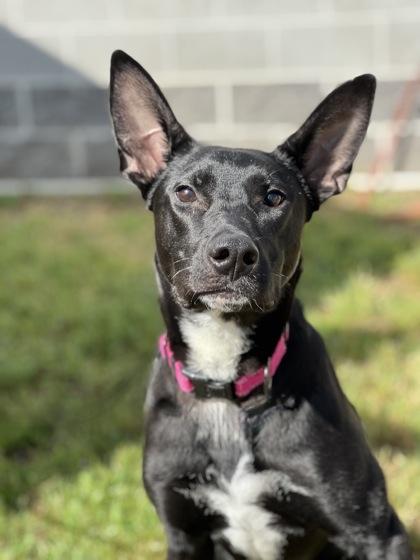 Sirena **Tri-Pawd** 5