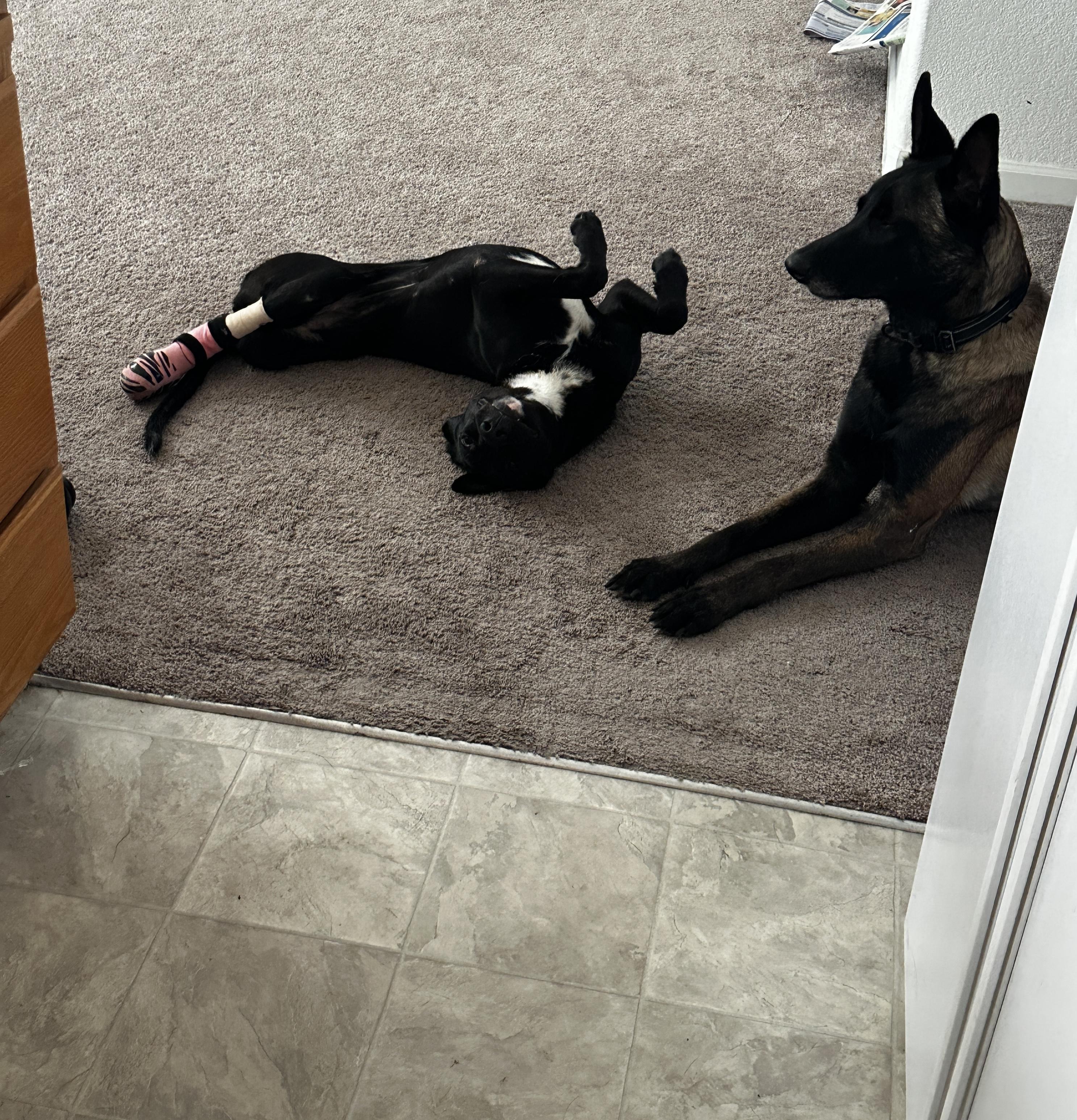 Sirena Tri-pawd thumbnail 3