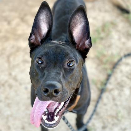 Sirena **Tri-Pawd**, Young Female German Shepherd Dog
