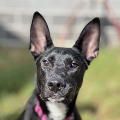 Sirena **Tri-Pawd** 4