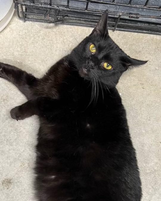 Mama (Xiutonial), Adoptable, Adult Female Domestic Short Hair.