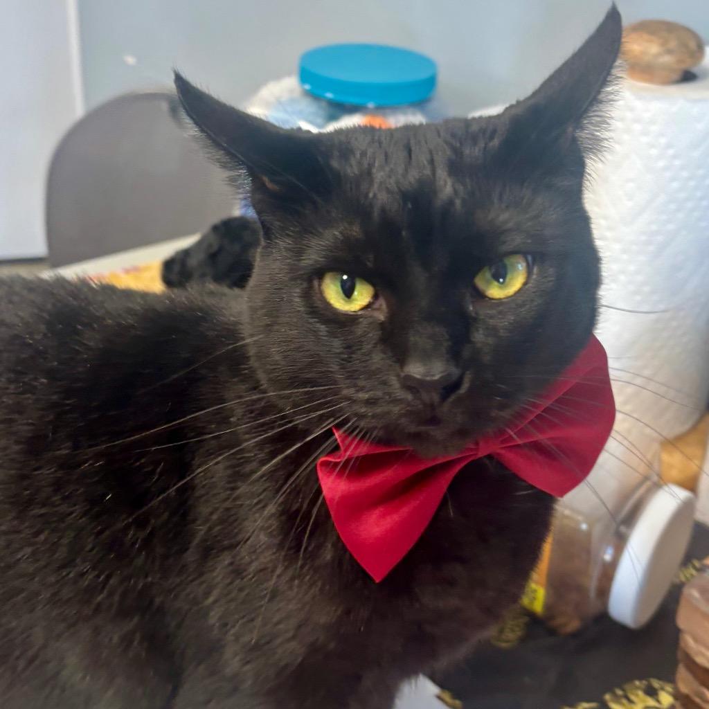 Enlarge Mama (Xiutonial), a Adoptable mixed breed in Hartford City, IN image 5/5