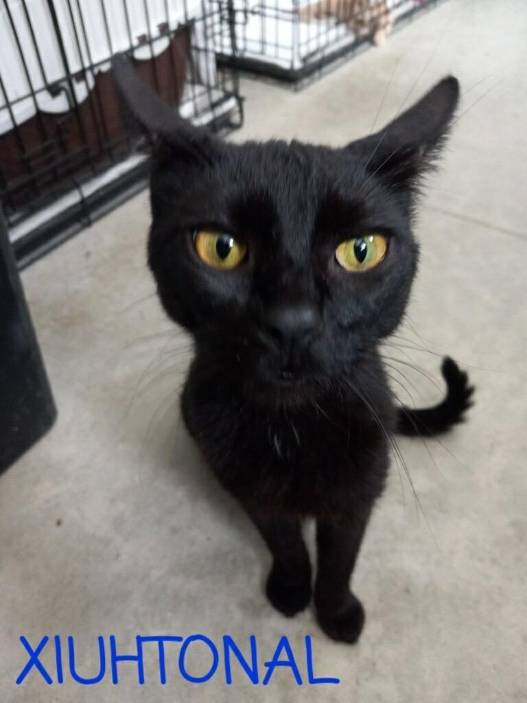 Mama (Xiutonial), a Adoptable mixed breed in Hartford City, IN image 5/5