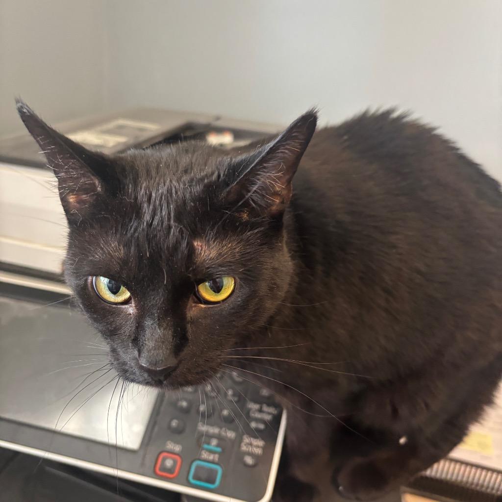 Mama (Xiutonial), a Adoptable mixed breed in Hartford City, IN image 5/5