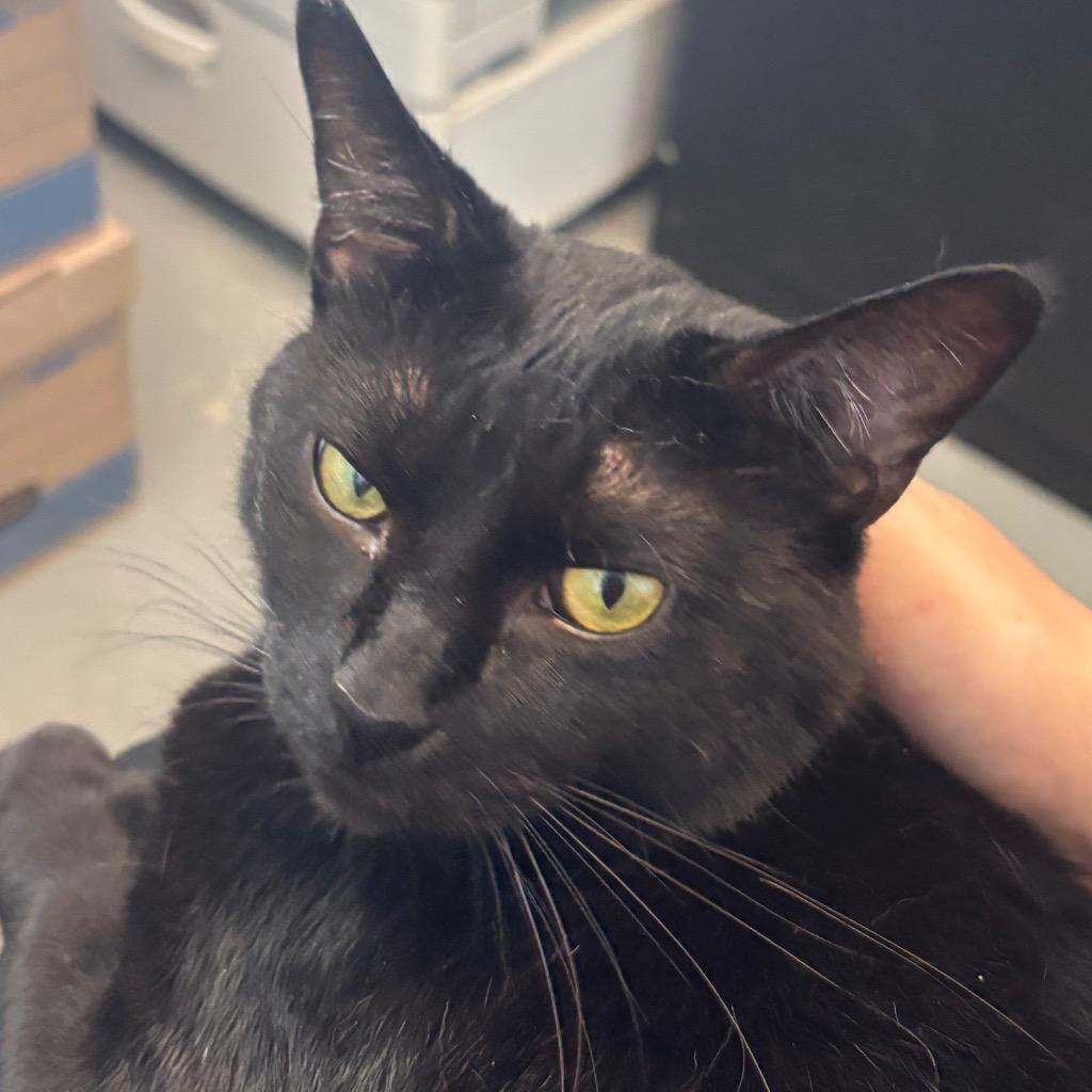 Mama (Xiutonial), a Adoptable mixed breed in Hartford City, IN image 5/5