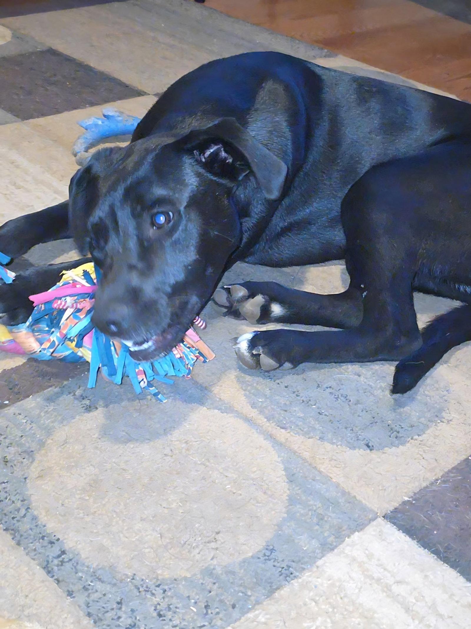 Enlarge Jax, a Adoptable mixed breed in Locust Grove, GA image 2/3