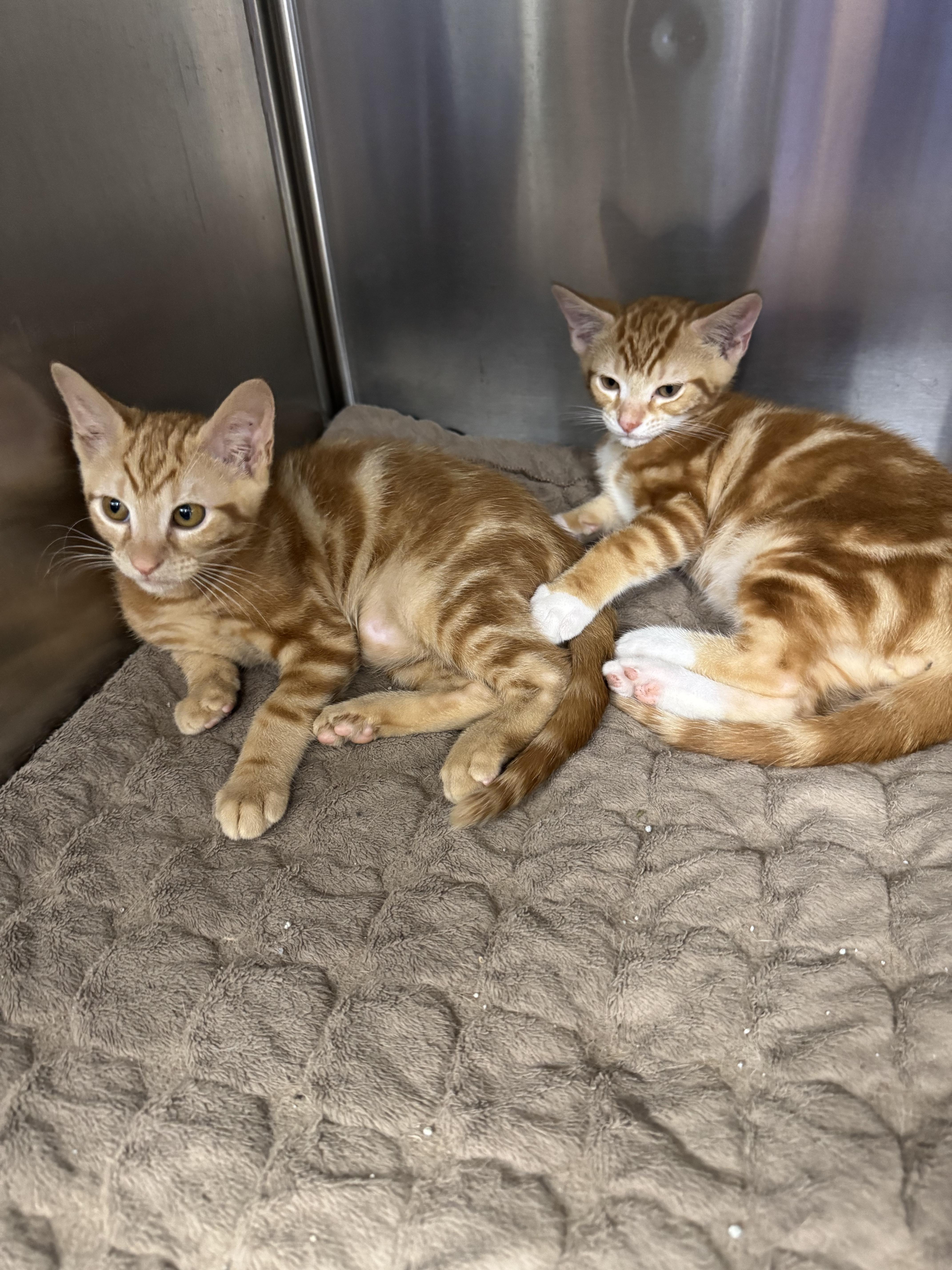 Bonnie & Clyde, an adopted Tabby in Boston, MA image 1/3