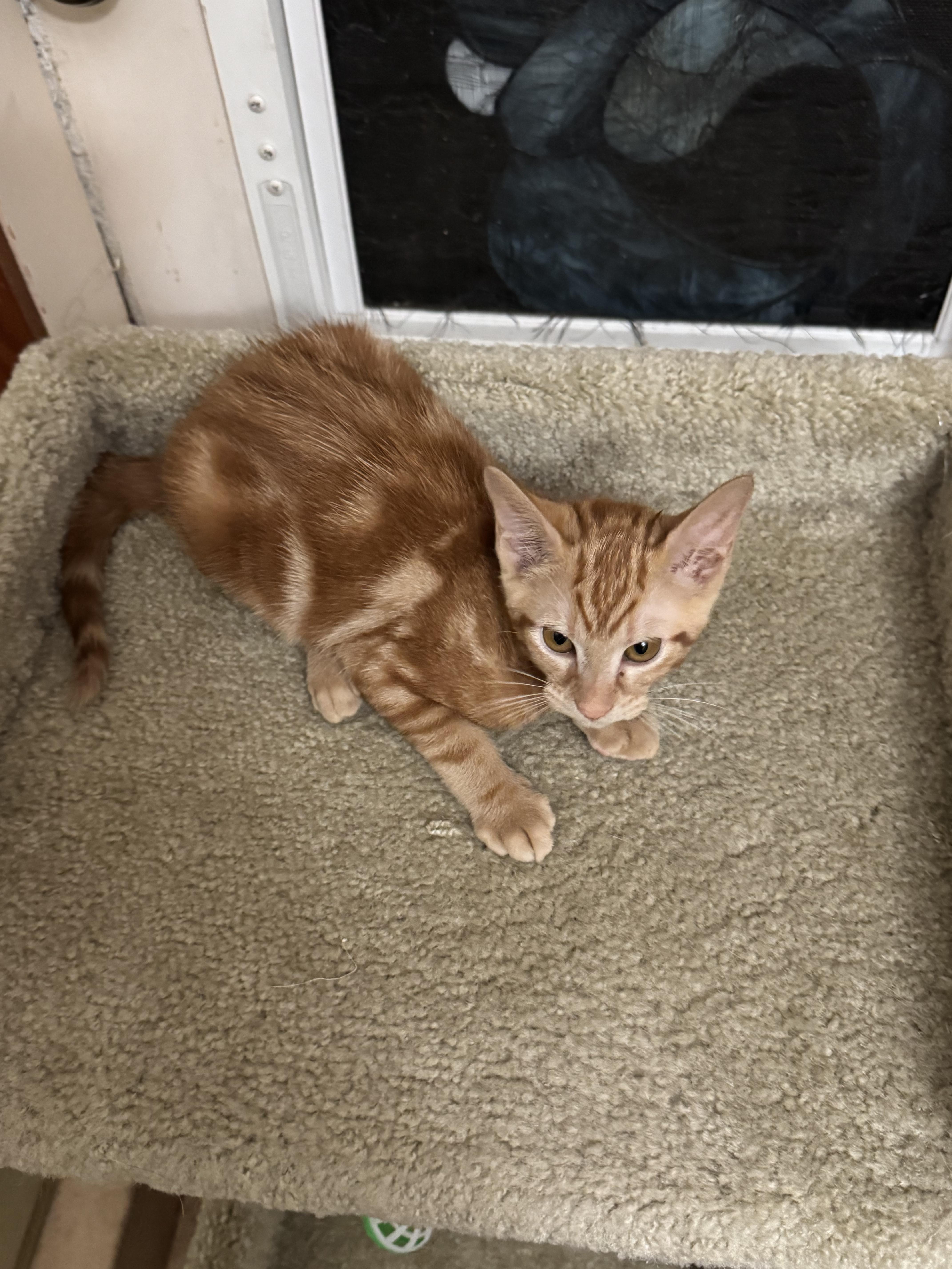 Bonnie & Clyde, an adopted Tabby in Boston, MA image 2/3