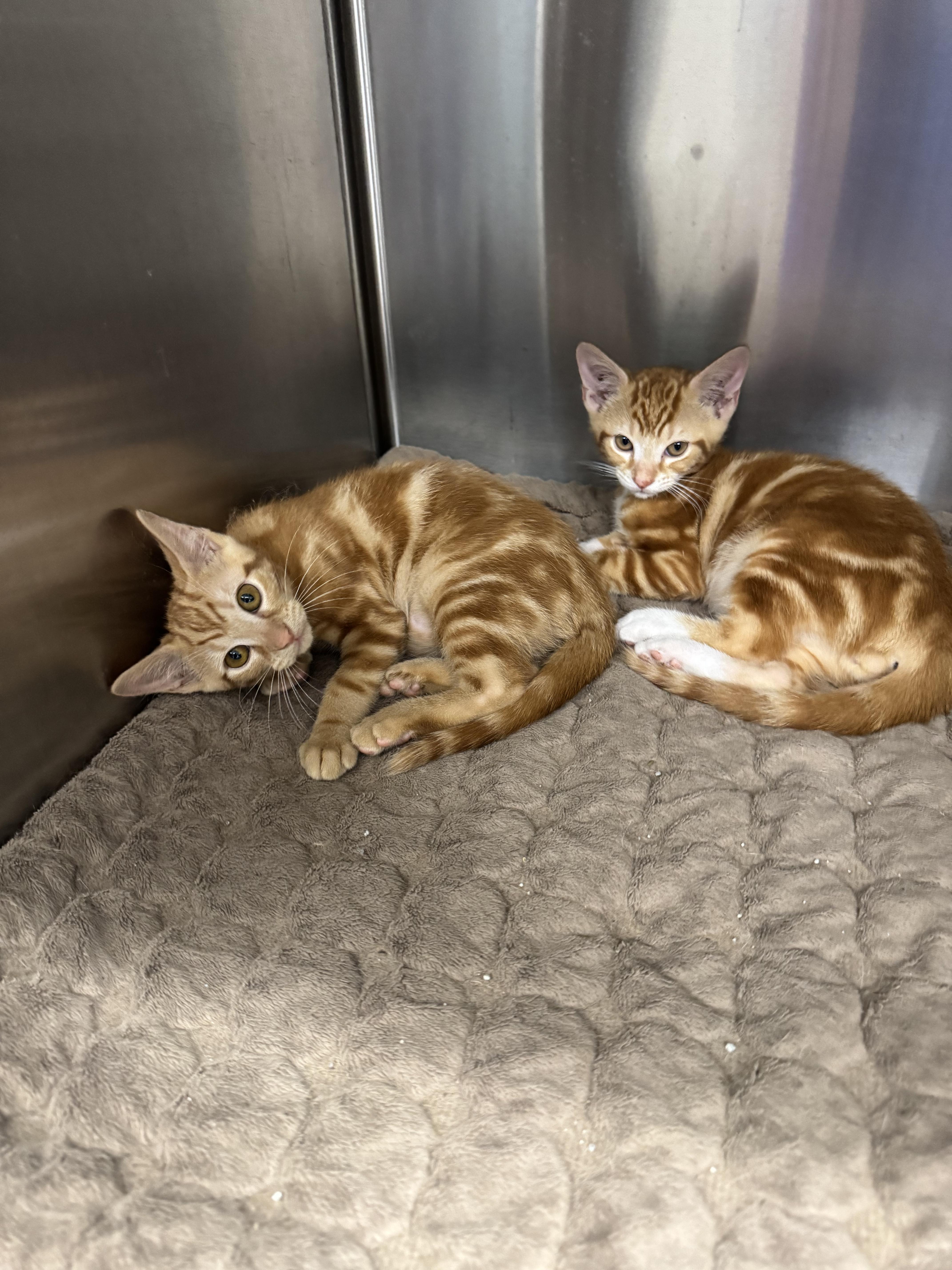 Bonnie & Clyde, an adopted Tabby in Boston, MA image 3/3