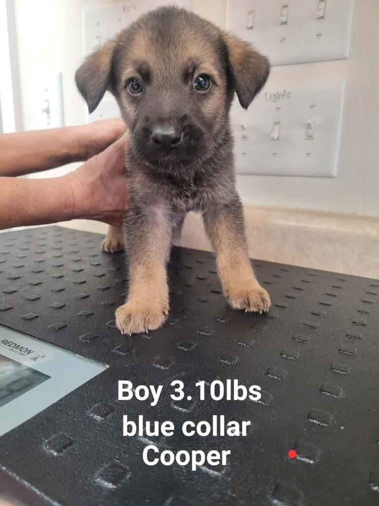 Enlarge Cooper, a Adopted mixed breed in Sunrise Beach, MO image 1/1