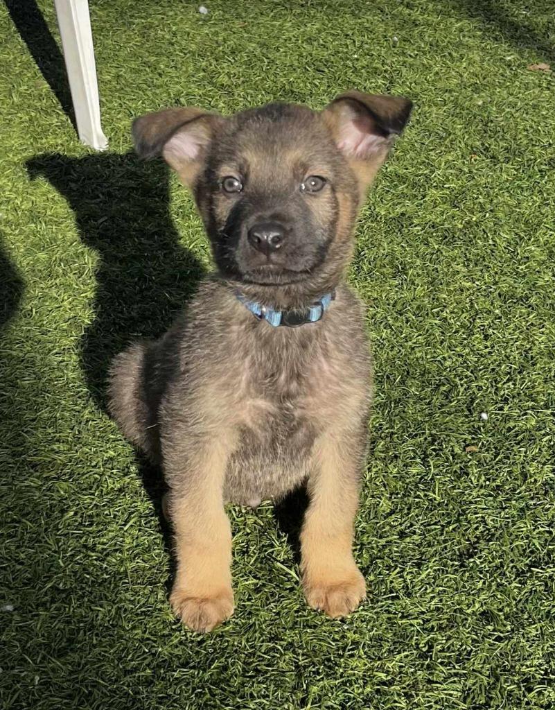 Cooper, Adopted, Puppy Male Shepherd.