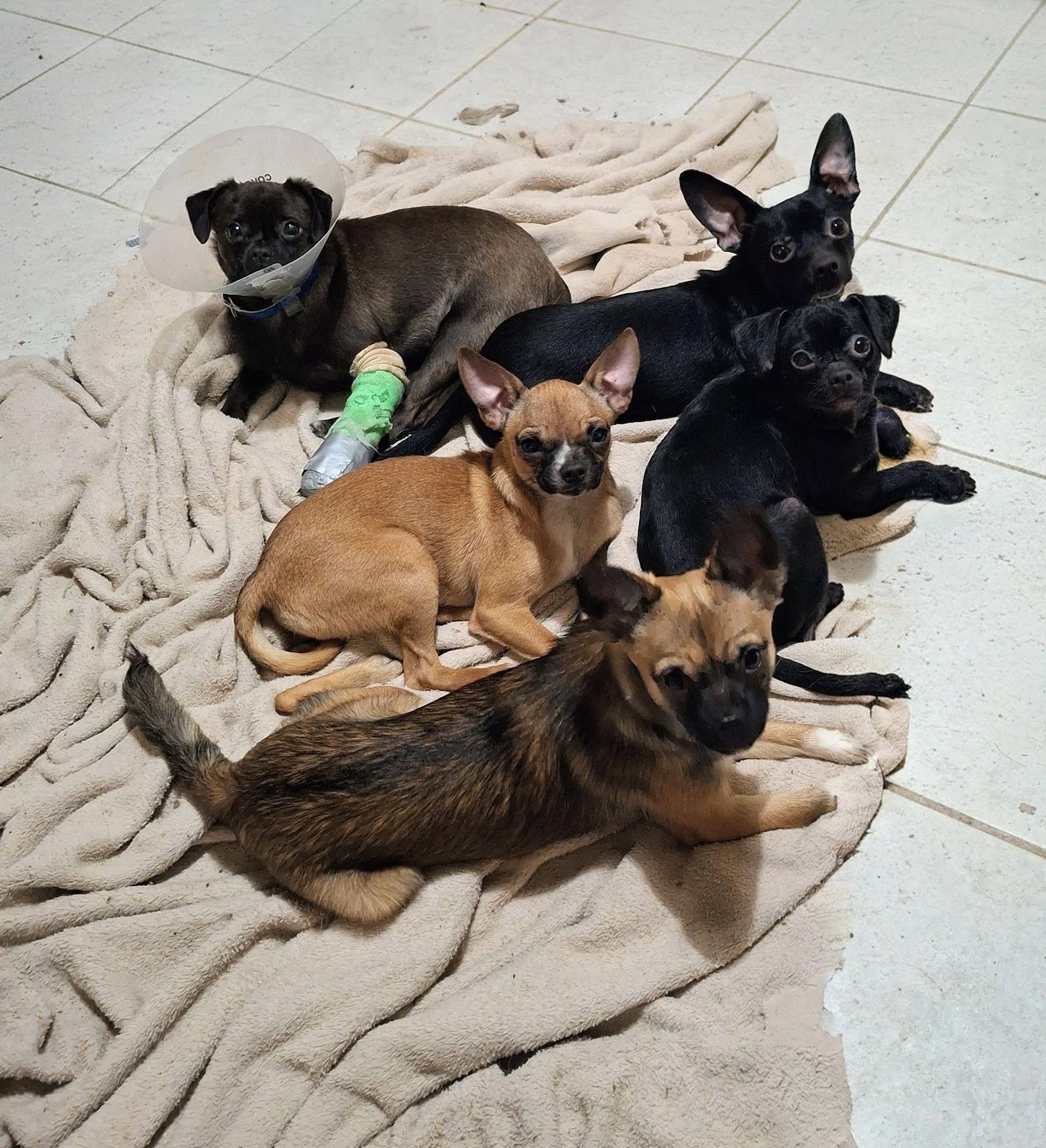 PRINCE, a ADOPTABLE Chiweenie in Cottonwood, CA image 4/4