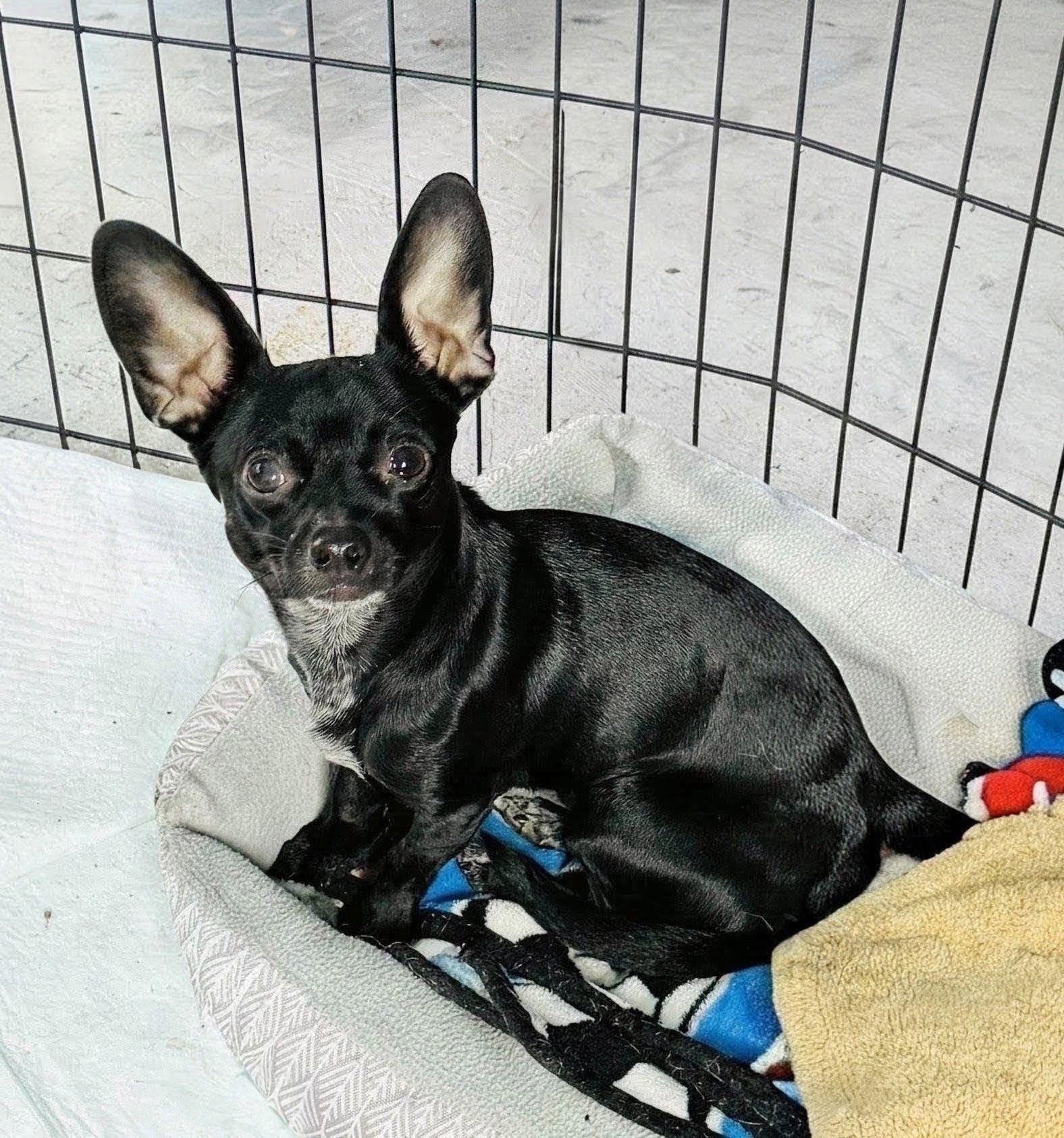 PRINCE CHARMING, ADOPTABLE, Young Male Chiweenie.