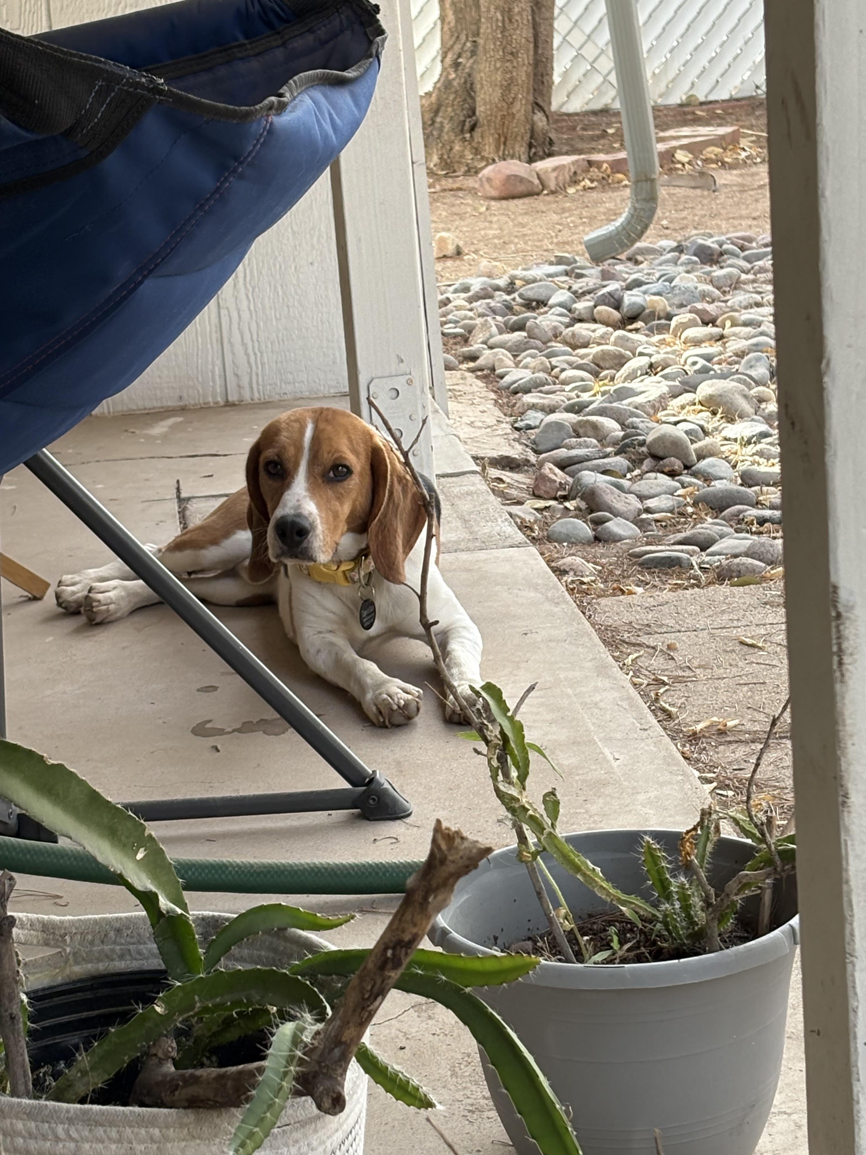Enlarge Poirot, a Adoptable Beagle in Tucson, AZ image 1/2