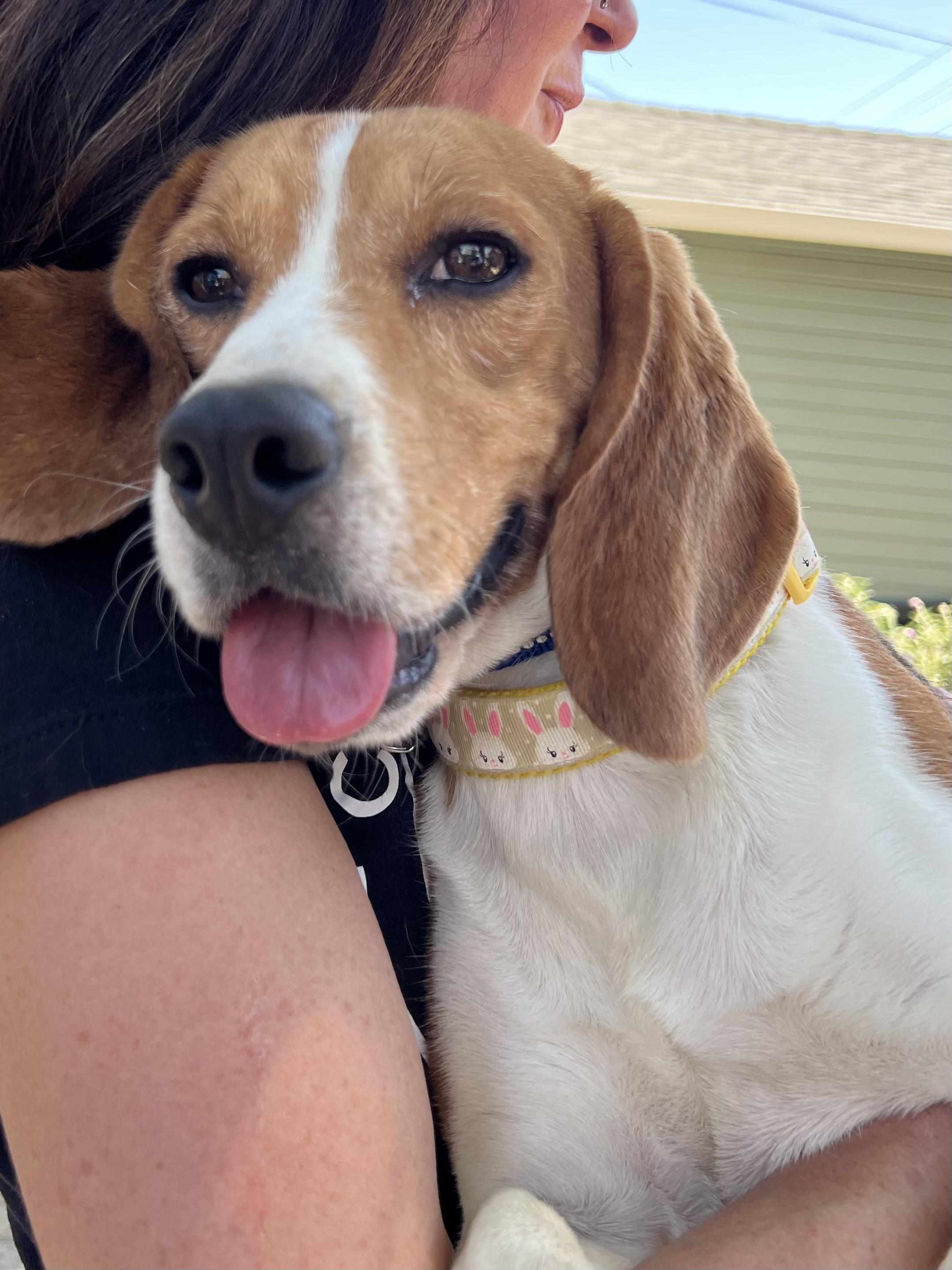 Enlarge Poirot, a Adoptable Beagle in Tucson, AZ image 2/2
