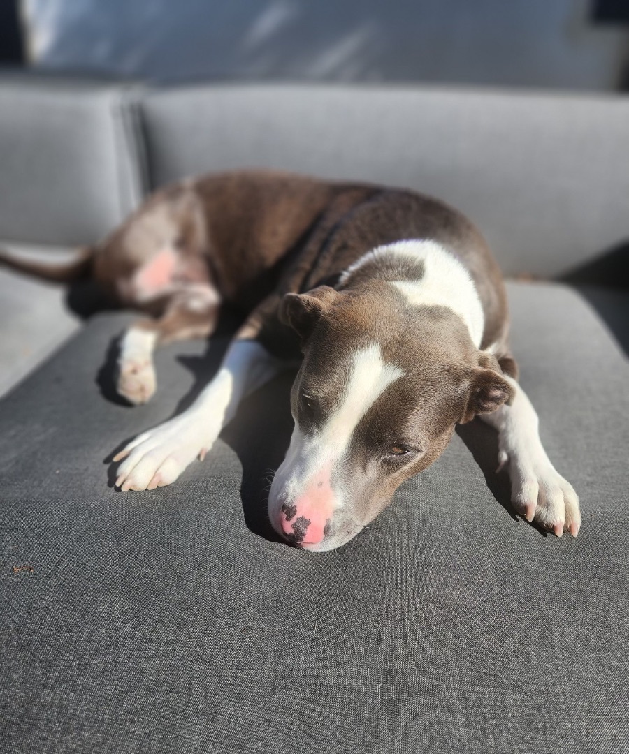 Clover (Courtesy Post) photo 5