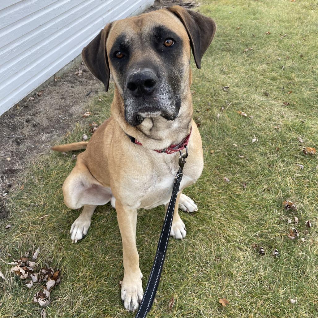 Enlarge Clifford, a Adoptable mixed breed in Wadena, MN image 1/6