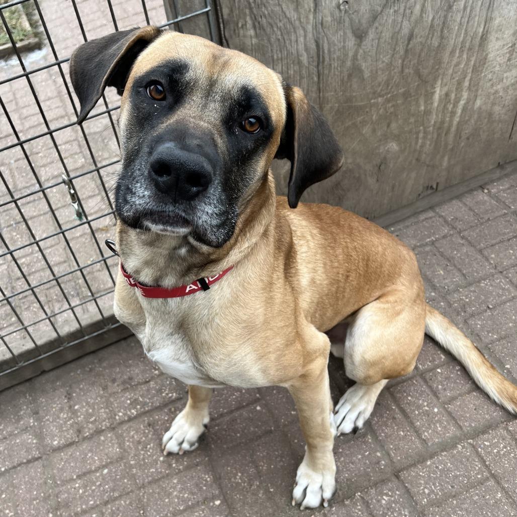 Enlarge Clifford, a Adoptable mixed breed in Wadena, MN image 2/6