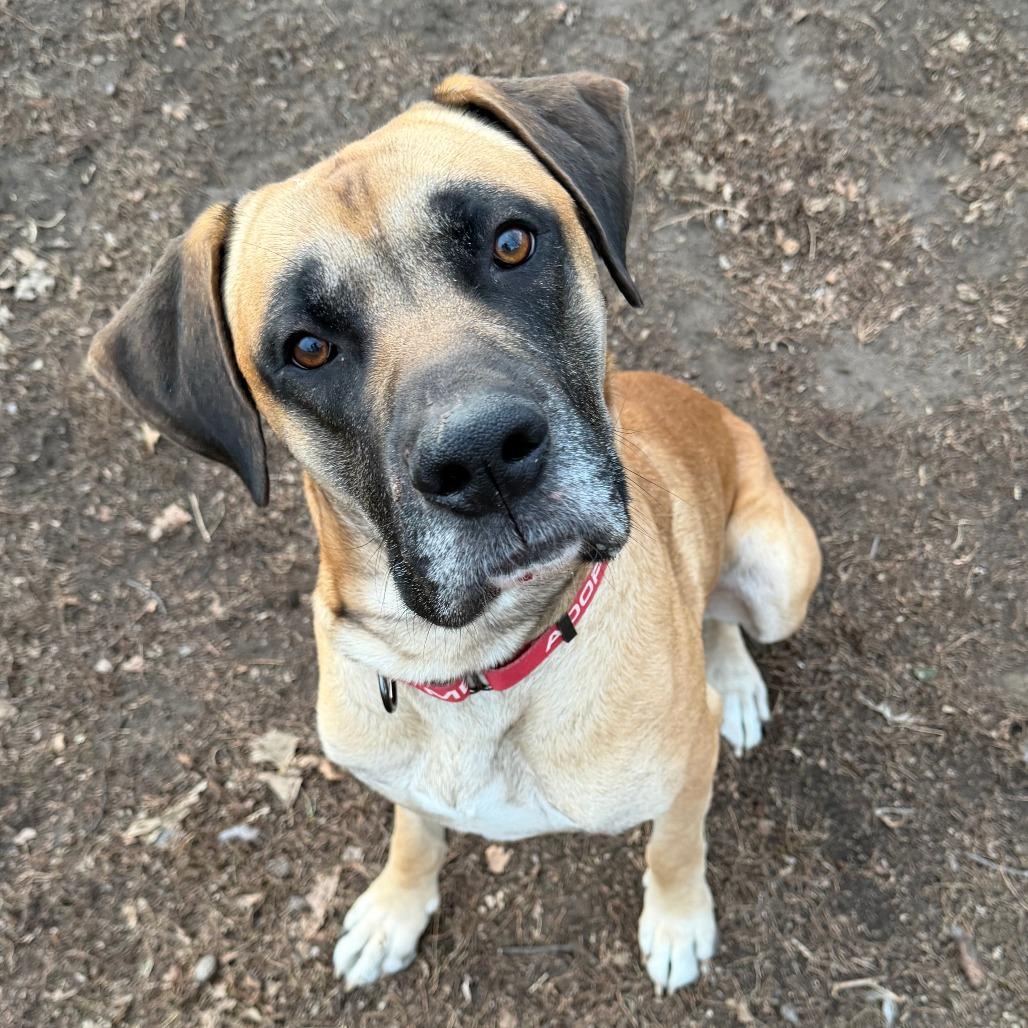 Enlarge Clifford, a Adoptable mixed breed in Wadena, MN image 4/6