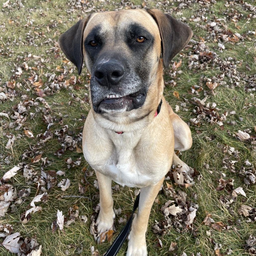 Enlarge Clifford, a Adoptable mixed breed in Wadena, MN image 5/6