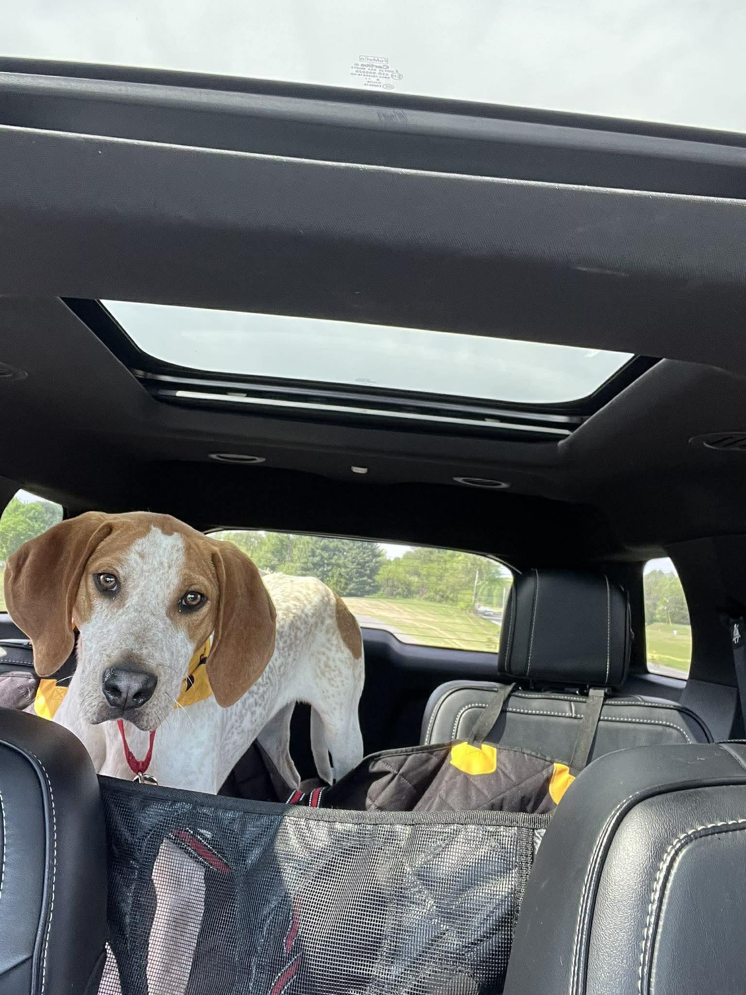 Enlarge Lil Knife, a ADOPTABLE English Coonhound in Culpeper, VA image 4/6