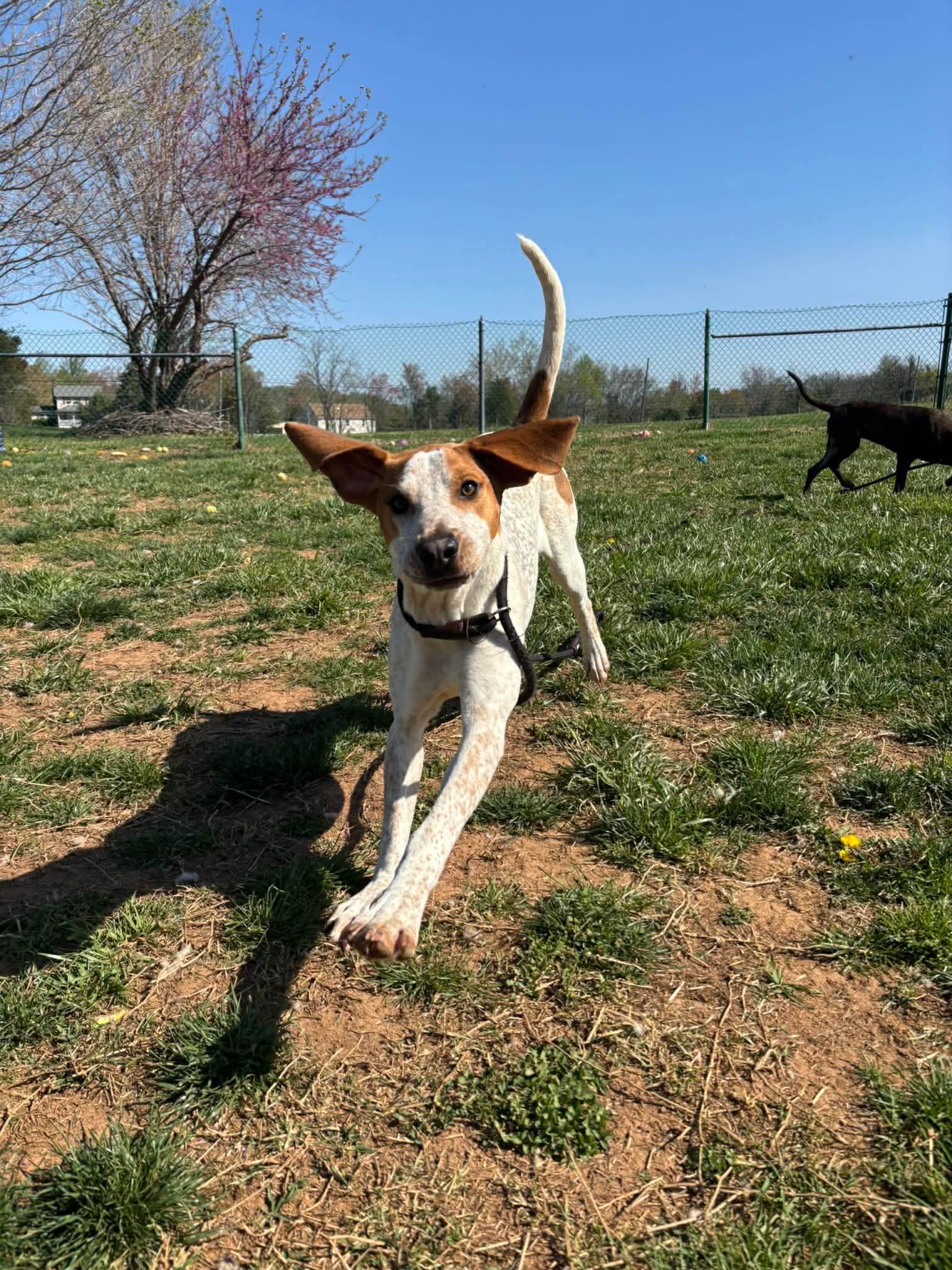 Enlarge Lil Knife, a ADOPTABLE English Coonhound in Culpeper, VA image 5/6