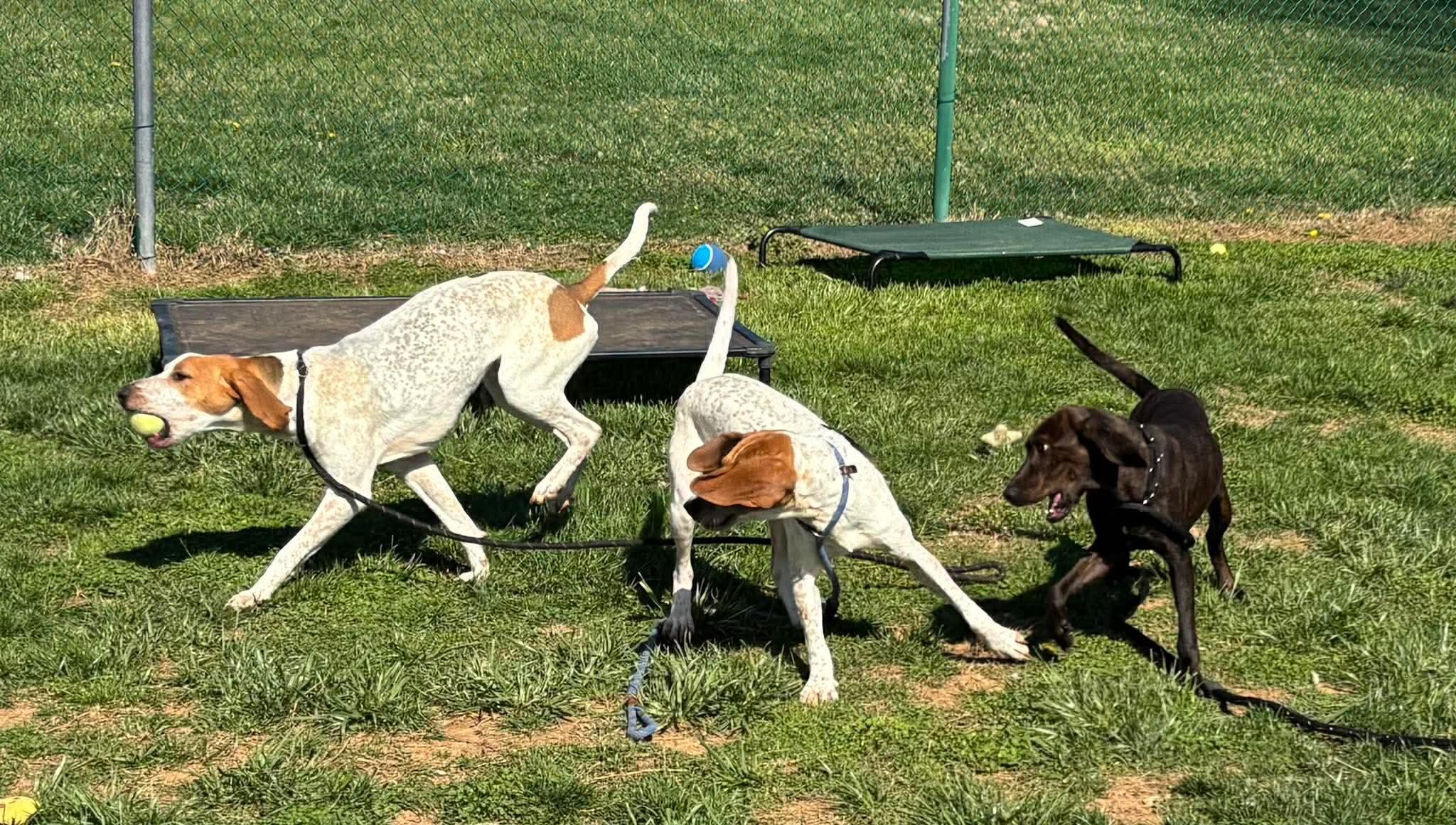 Lil Knife, a ADOPTABLE English Coonhound in Culpeper, VA image 3/5