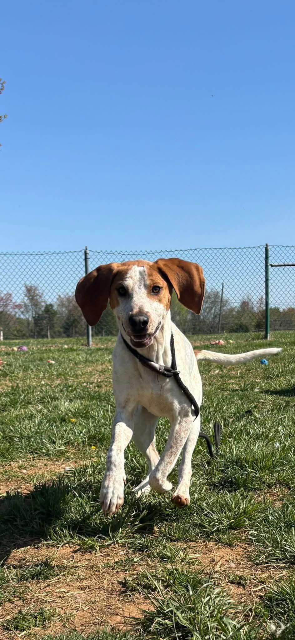 Lil Knife, ADOPTABLE, Puppy Male English Coonhound.