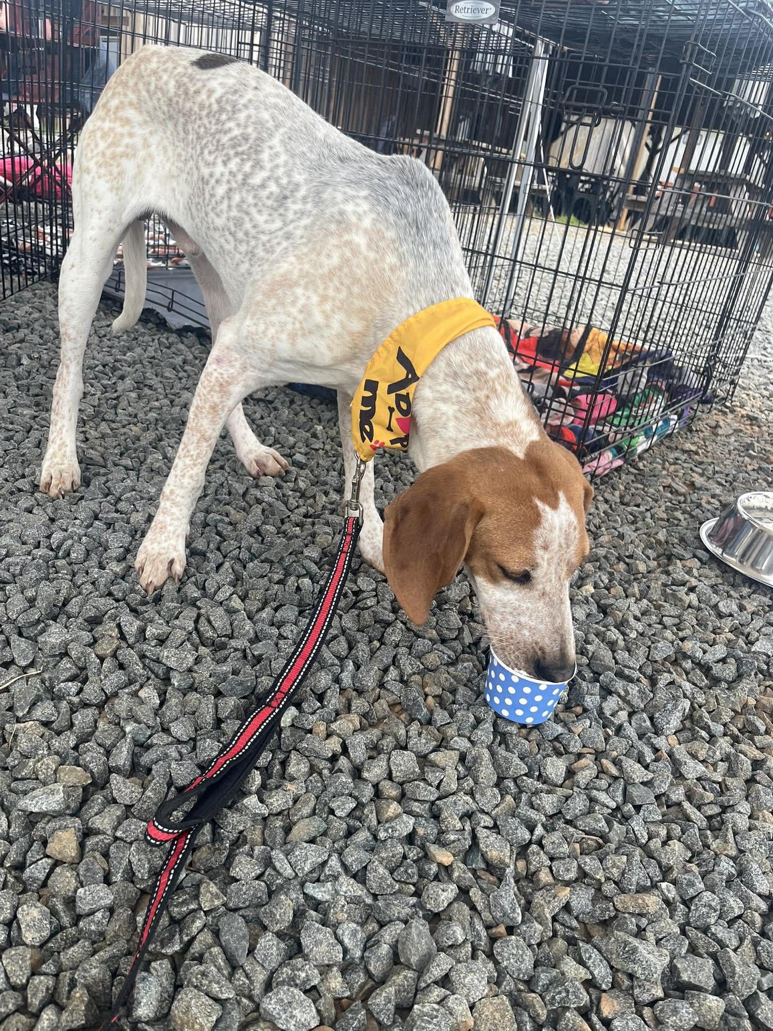 Lil Knife, a ADOPTABLE English Coonhound in Culpeper, VA image 2/5