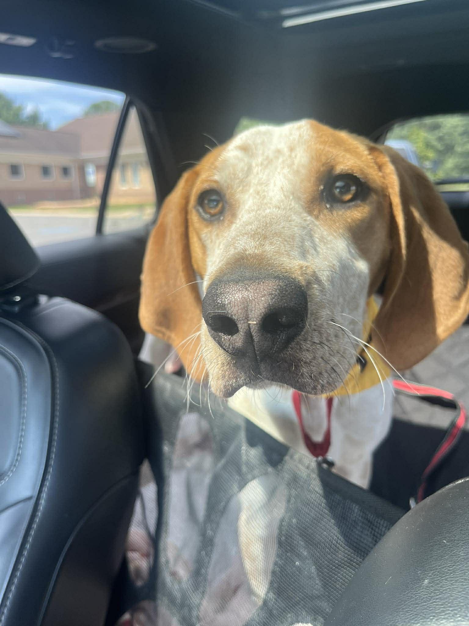 Lil Knife, a ADOPTABLE English Coonhound in Culpeper, VA image 5/5