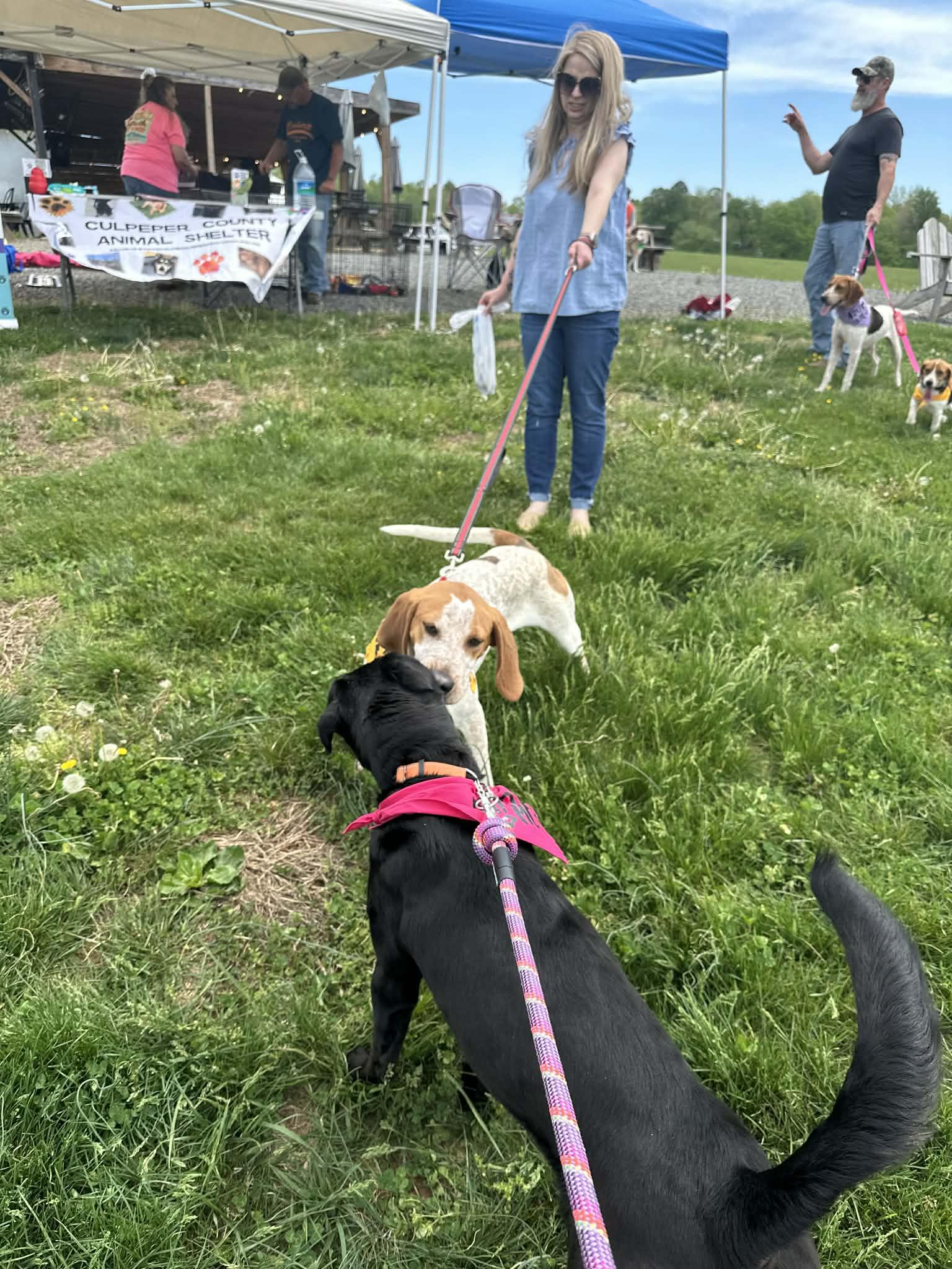 Enlarge Lil Knife, a ADOPTABLE English Coonhound in Culpeper, VA image 2/6