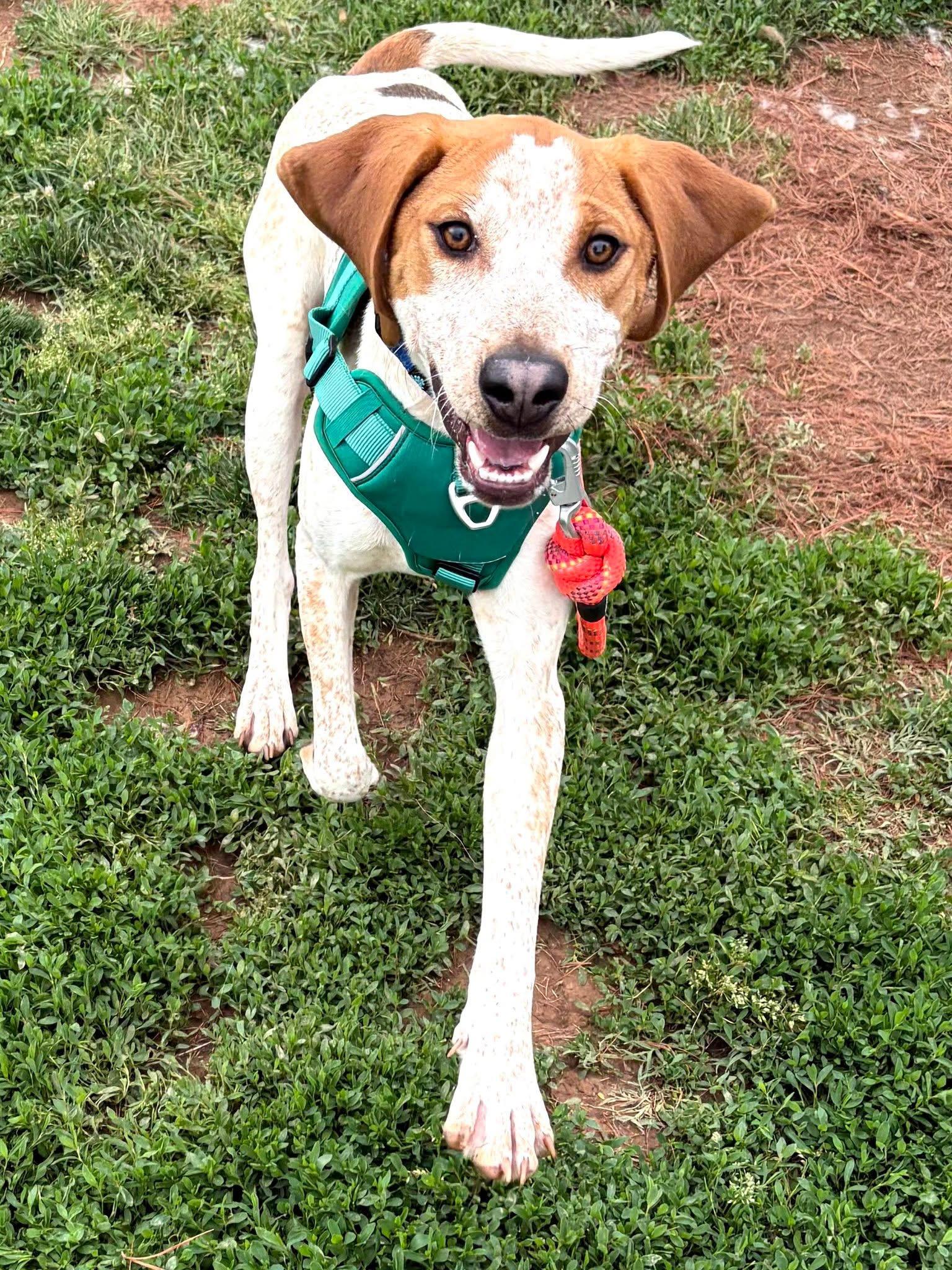 Lil Knife, ADOPTABLE, Puppy Male English Coonhound.