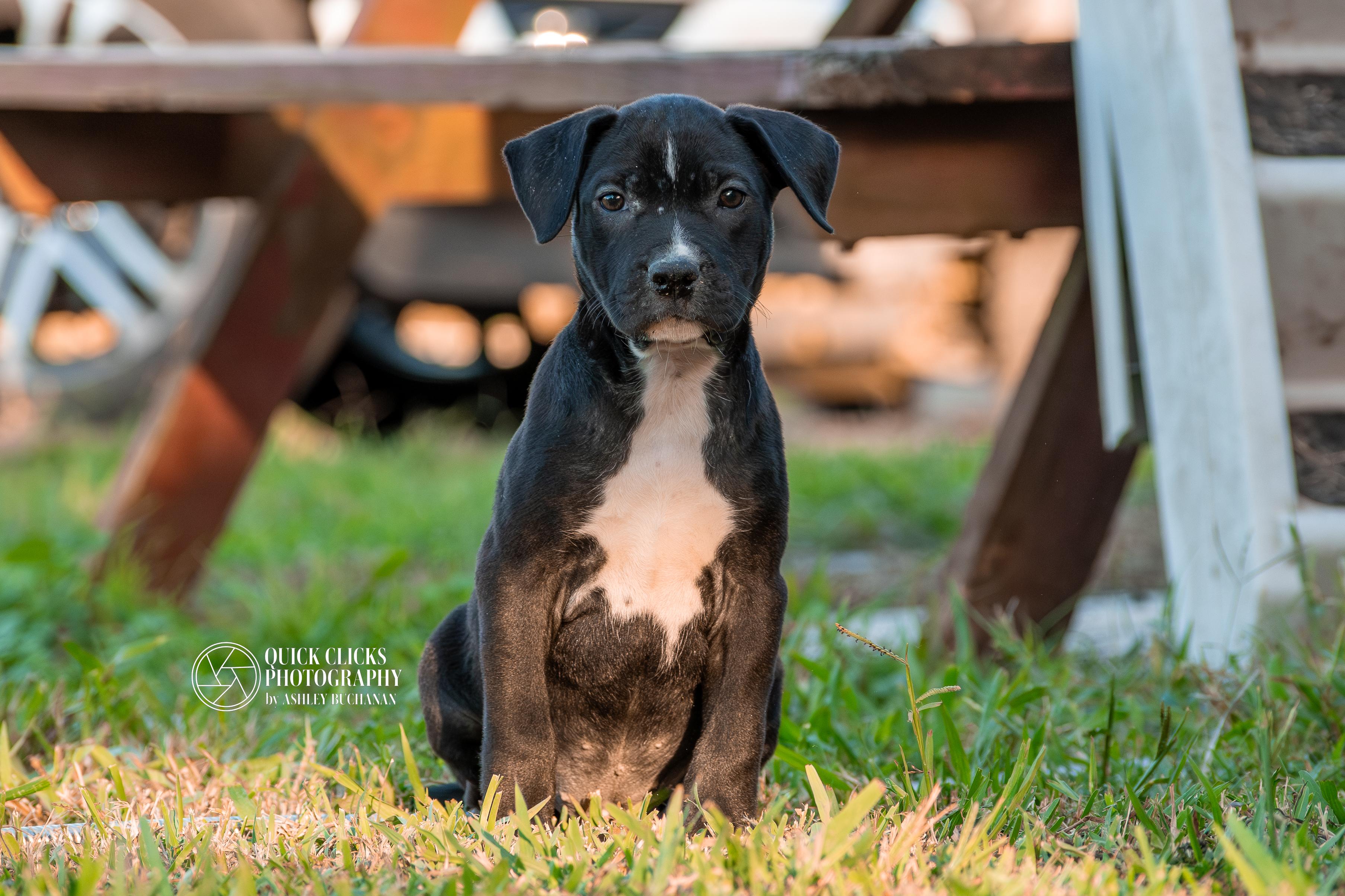 Amber, ADOPTABLE, Puppy Female Dutch Shepherd & American Staffordshire Terrier.