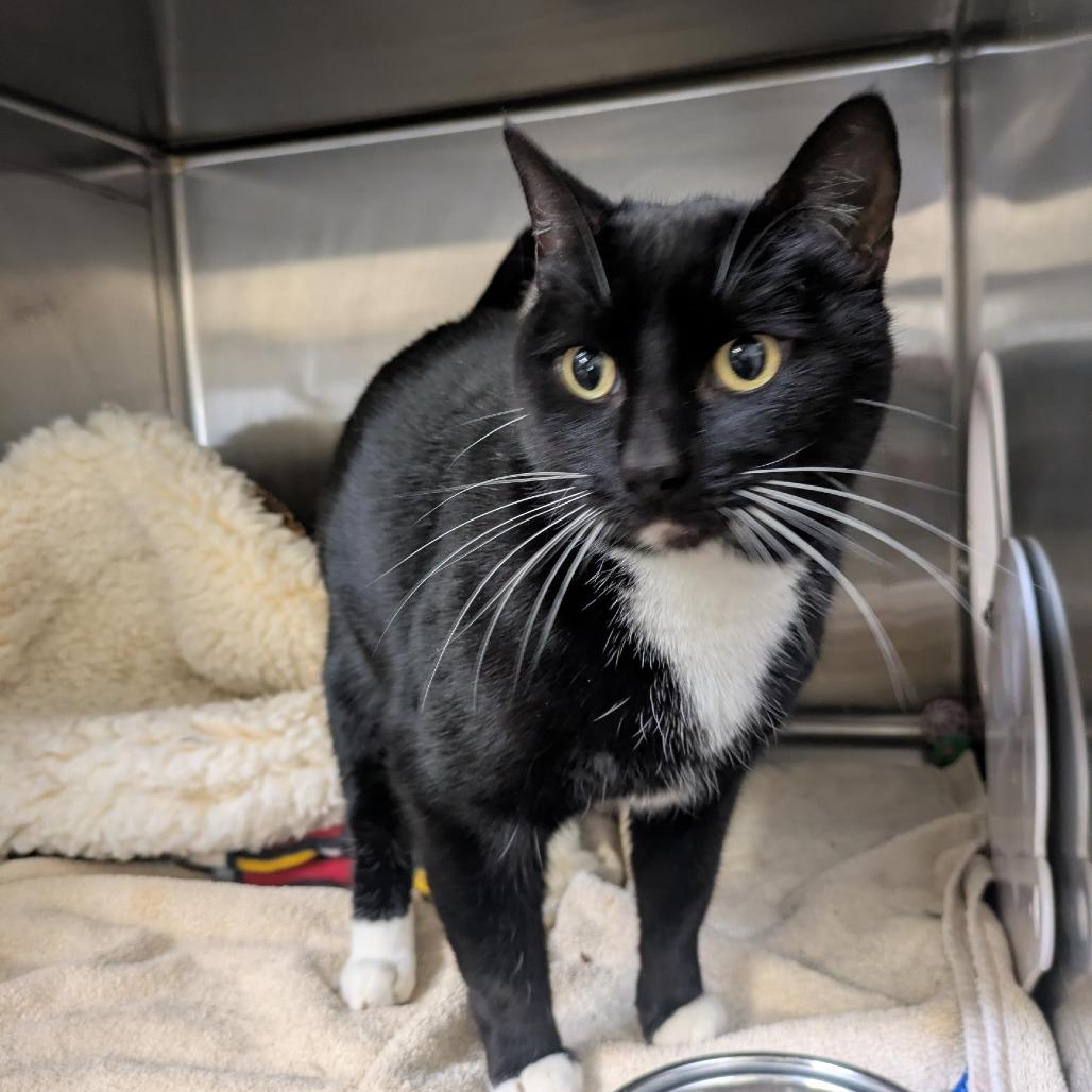 Midnight, Adoptable, Adult Female Domestic Short Hair.