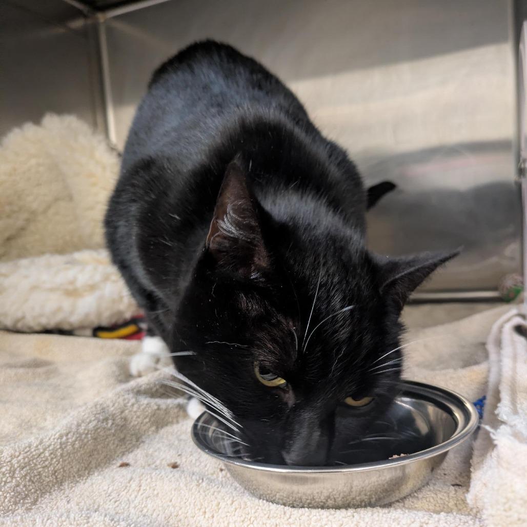 Midnight, a Adoptable Domestic Short Hair in Santa Rosa, CA image 2/6