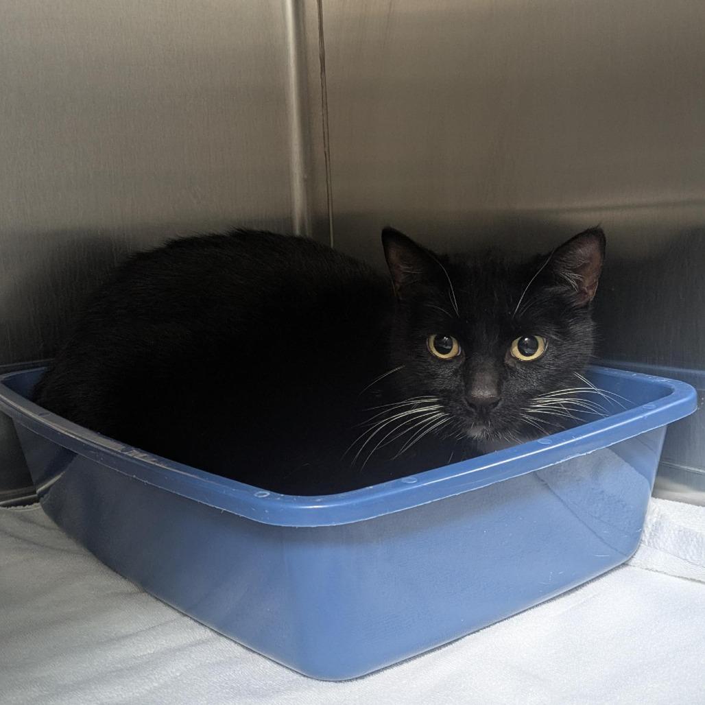 Midnight, a Adoptable Domestic Short Hair in Santa Rosa, CA image 3/6