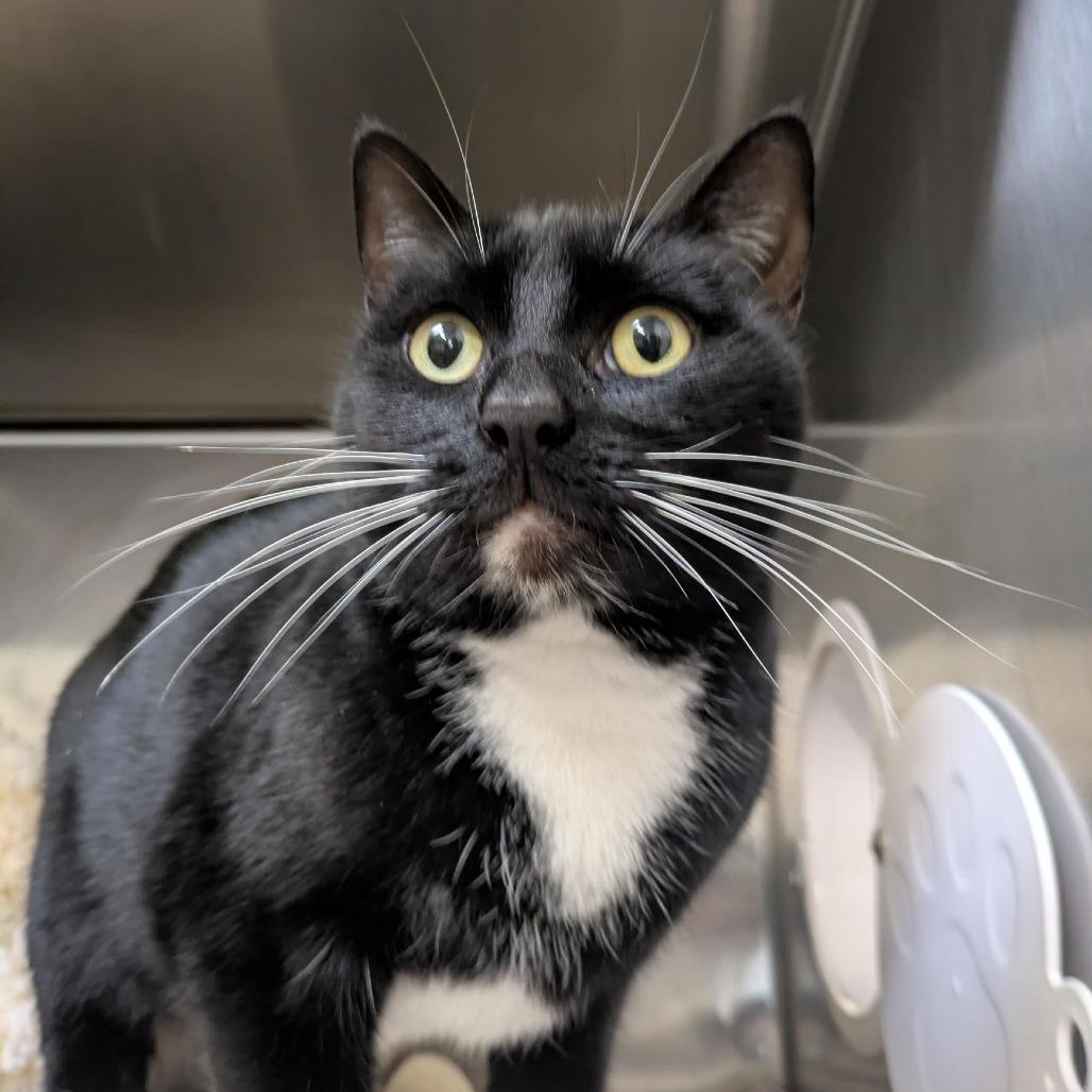 Midnight, a Adoptable Domestic Short Hair in Santa Rosa, CA image 4/6