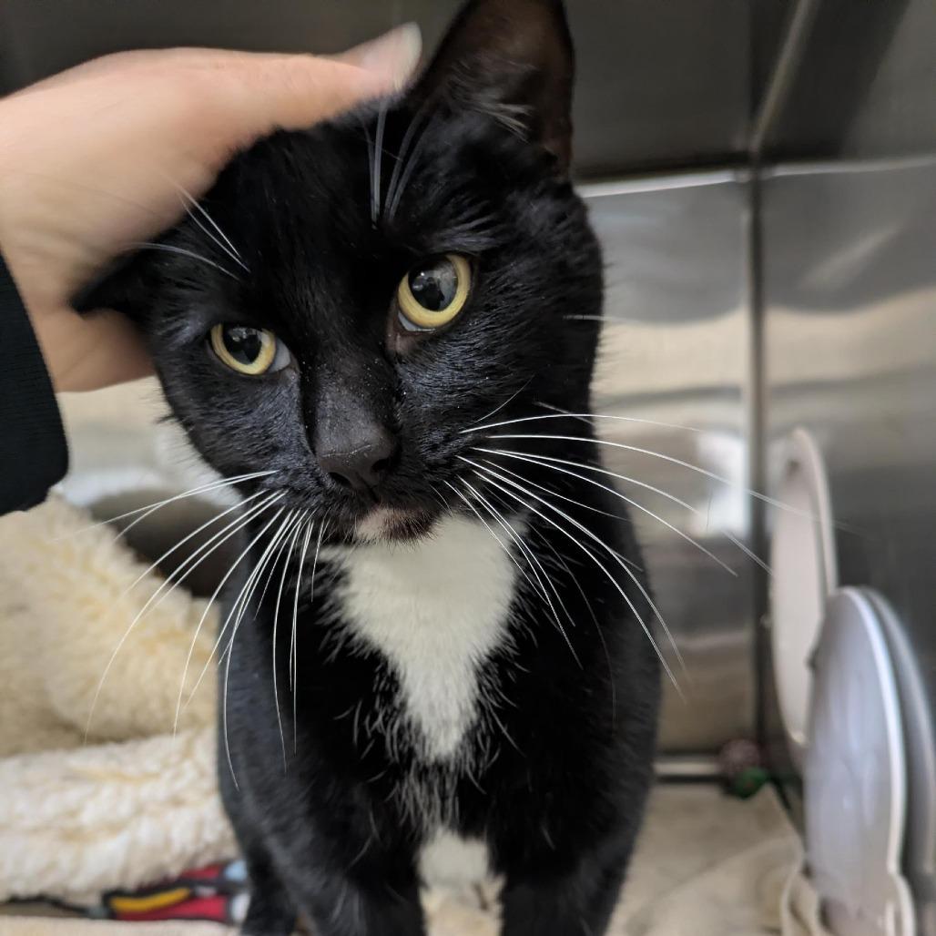 Midnight, a Adoptable Domestic Short Hair in Santa Rosa, CA image 5/6