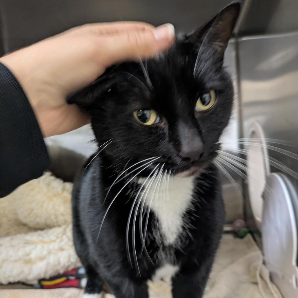 Midnight, a Adoptable Domestic Short Hair in Santa Rosa, CA image 6/6