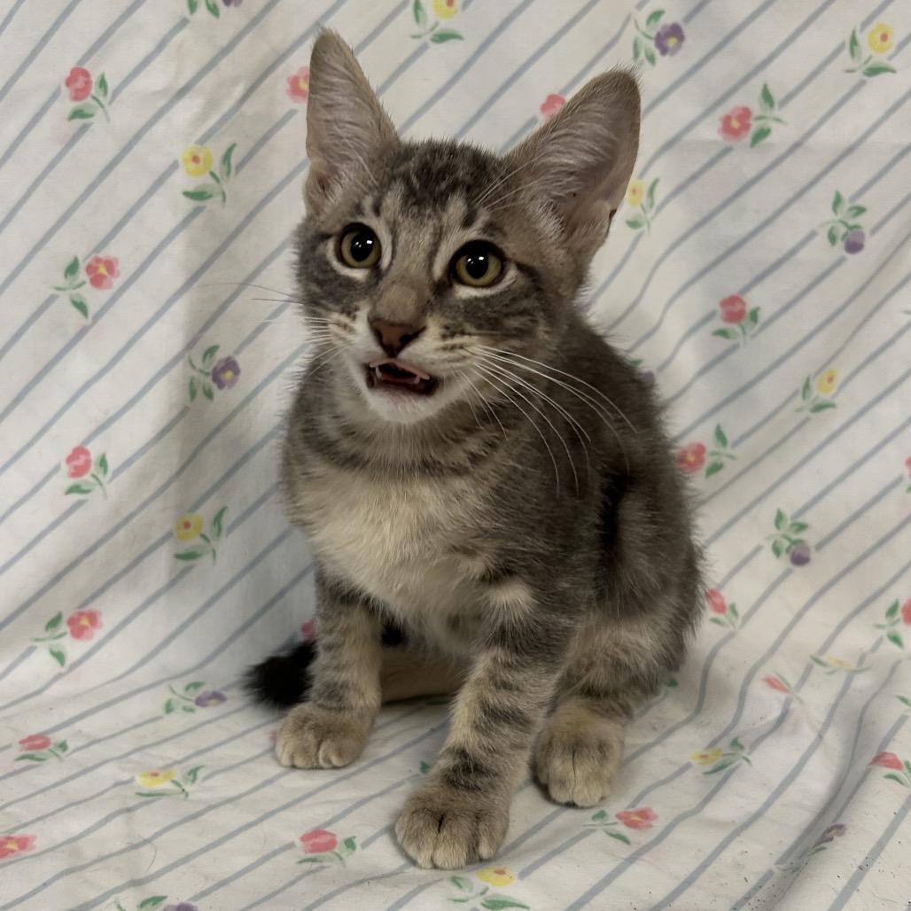 Enlarge Dexter, a Adoptable Domestic Short Hair in Coos Bay, OR image 1/6
