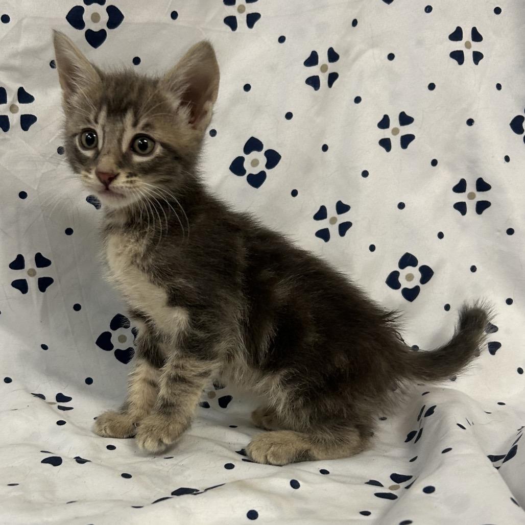 Enlarge Dexter, a Adoptable Domestic Short Hair in Coos Bay, OR image 3/6