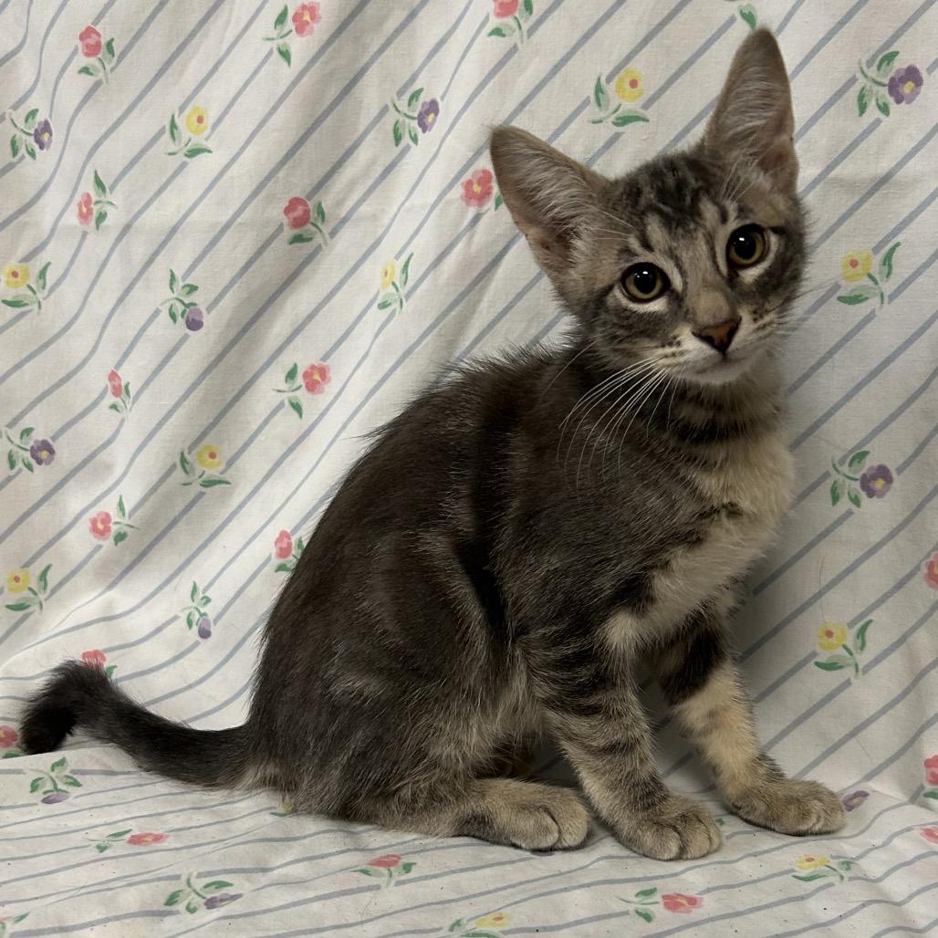 Enlarge Dexter, a Adoptable Domestic Short Hair in Coos Bay, OR image 4/6