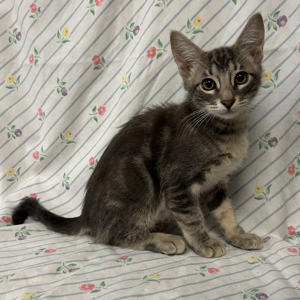 Enlarge Dexter, a Adoptable Domestic Short Hair in Coos Bay, OR image 5/6